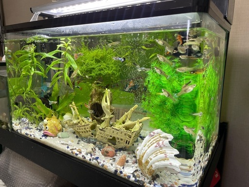 60cm水槽セット +飼育中の魚すべて