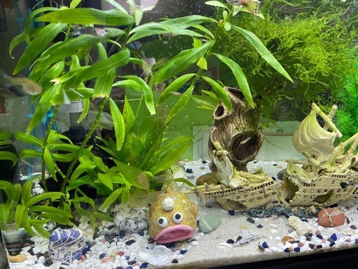60cm水槽セット +飼育中の魚すべて