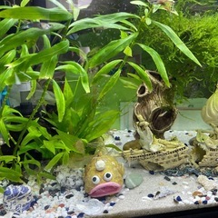 60cm水槽セット +飼育中の魚すべての画像