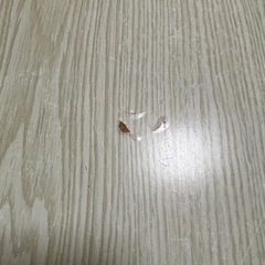 ニトリ　折りたたみテーブルの画像
