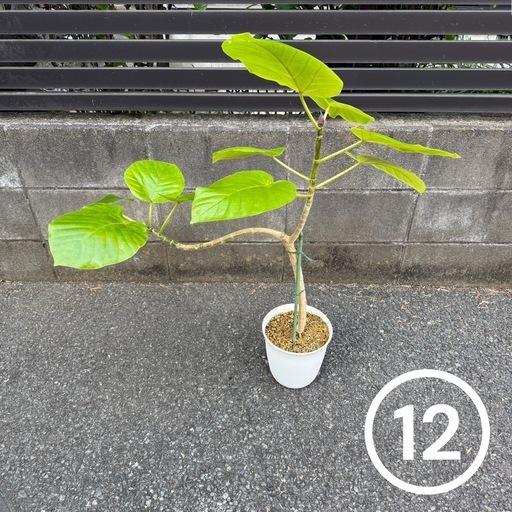 ウンベラータ 観葉植物　稲城 周辺 元気な株 育てやすい 現金 春 限定価格 12
