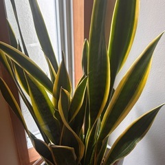 🪴観葉植物サンスベリア🪴の画像