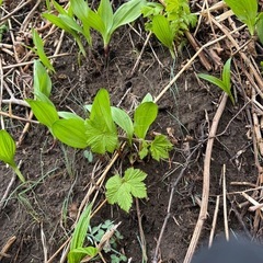 【新鮮】 北海道産 行者にんにく(アイヌネギ､キトピロ) 500gの画像