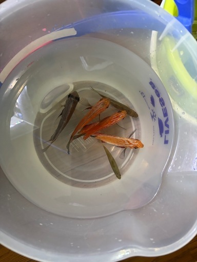 熱帯魚