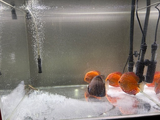 熱帯魚