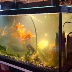 金魚9匹　お譲りしますの画像