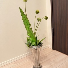 【相談中】グリーンナップル系フェイクグリーンの画像