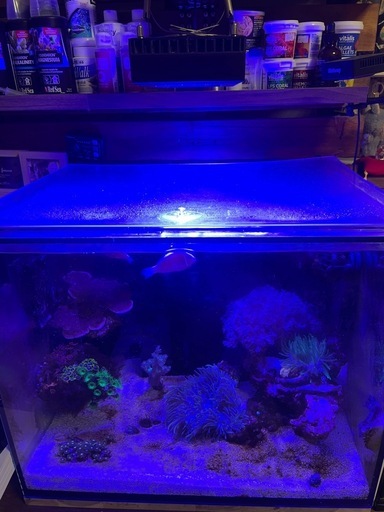 レッドシーリーファー　マリンアクアリウム　リーファー　海水魚　水槽