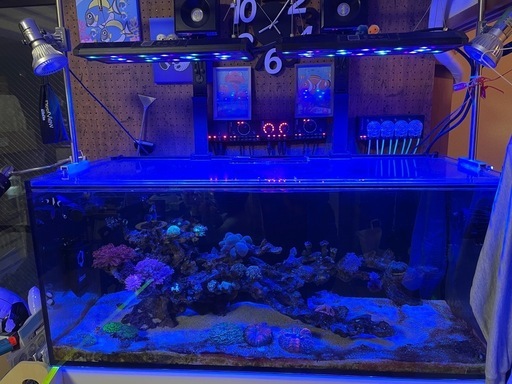 レッドシーリーファー　マリンアクアリウム　リーファー　海水魚　水槽