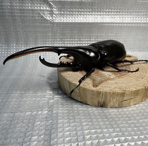 ヘラクレスオオカブト単品♂157.3mm No.① (メタボ) 剛志のその他の 
