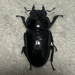 【能勢YG オオクワガタ ペア】の画像