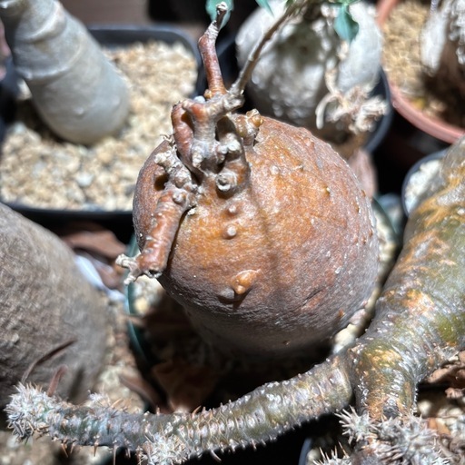 フォッケア　コマル　観葉植物　塊根植物　多肉植物　ビザールプランツ　レアプランツ　ガーデニング　植物　グリーン　趣味　盆栽　葉　花　庭