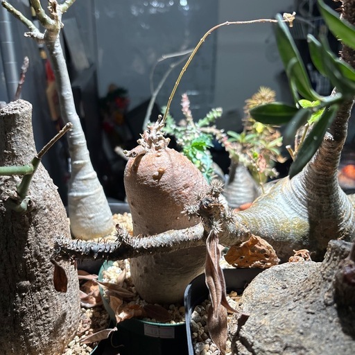フォッケア　コマル　観葉植物　塊根植物　多肉植物　ビザールプランツ　レアプランツ　ガーデニング　植物　グリーン　趣味　盆栽　葉　花　庭　草　インテリア　おしゃれ　飾り　園芸　