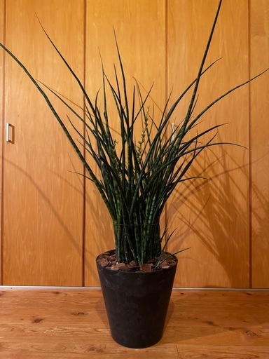 【交渉可】 観葉植物 大型 サンスベリア 140cm(最長部分)