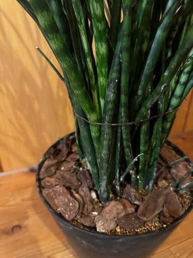 【交渉可】 観葉植物 大型 サンスベリア 140cm(最長部分) サンスベリア 大型 | 観葉植物通販HitoHana(ひとはな)