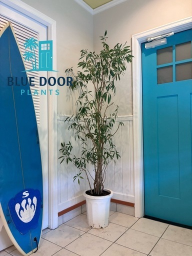 24【シェフレラ・アングスティフォリアグ 約190cm】大型ゴムの木｜西海岸インテリア｜特価｜BLUE DOOR PLANTS
