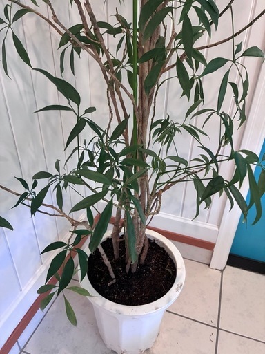 24【シェフレラ・アングスティフォリアグ 約190cm】大型ゴムの木｜西海岸インテリア｜特価｜BLUE DOOR PLANTS