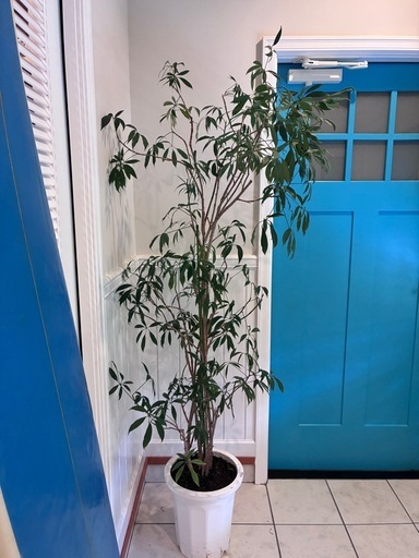 24【シェフレラ・アングスティフォリアグ 約190cm】大型ゴムの木｜西海岸インテリア｜特価｜BLUE DOOR PLANTS