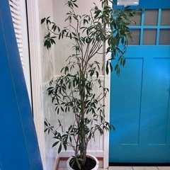 24【シェフレラ・アングスティフォリアグ 約190cm】大型ゴムの木｜西海岸インテリア｜特価｜BLUE DOOR PLANTSの画像