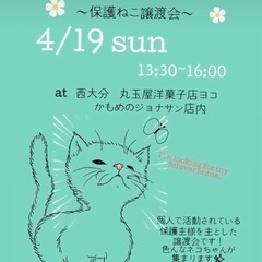 🐈‍⬛🐈カモメの譲渡会🐈🐈‍⬛