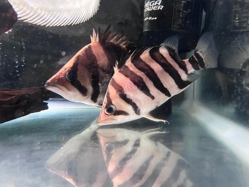 ダトニオプラスワン約15
cm