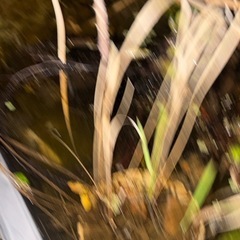 水草 いろいろ まとめての画像