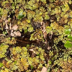 水草 いろいろ まとめての画像