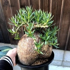 パキポディウムビスピノーサムの画像