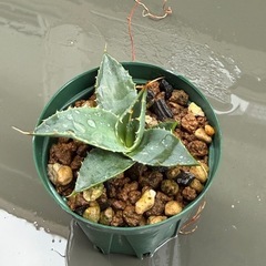 アガベ ユタエンシス エボリスピナ（実生株/子株）の画像