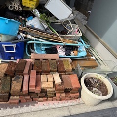 オリーブ　カットしましたが、すぐに芽が出てきます！の画像