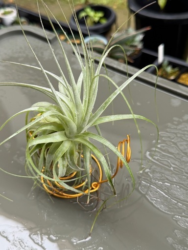 エアプランツ（チランジア） ガルドネリお譲りします！ 【インテリア・観葉植物】