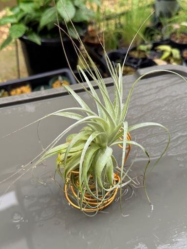 エアプランツ（チランジア） ガルドネリお譲りします！ 【インテリア・観葉植物】