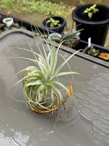 エアプランツ（チランジア） ガルドネリお譲りします！ 【インテリア・観葉植物】