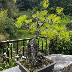 盆栽の画像