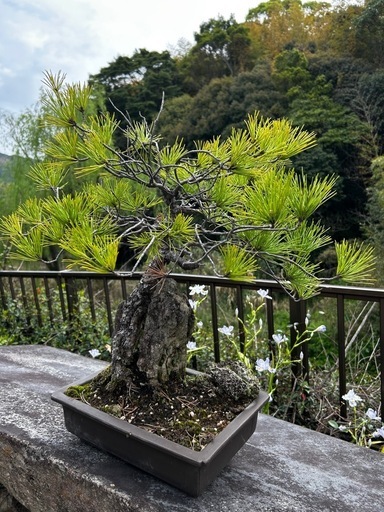 盆栽