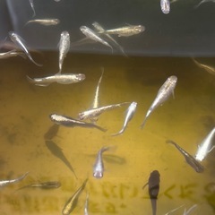 メダカミックス20匹の画像