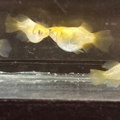 メダカ　黄金べっ甲ダルマの画像