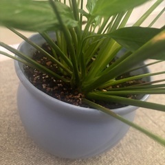 観葉植物
の画像