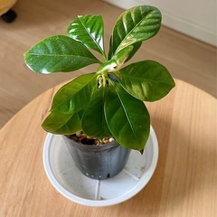 【受け渡し決定】観葉植物7種セットの画像