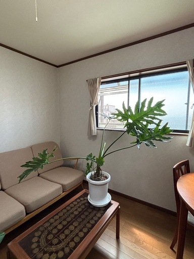 セローム （観葉植物）