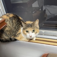 ずっとお外で頑張ってきました！ - 猫