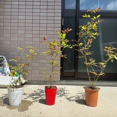 🌹薔薇の植物の画像