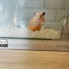 ハムスター/小動物お世話セットの画像
