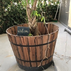 「パキラ」観葉植物の画像