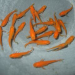 マリンのめだか屋さん　ミックスめだか、楊貴妃、幹之　￥600／10匹からの画像