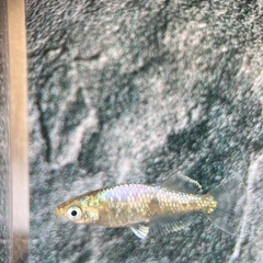 メダカ　光紬の画像