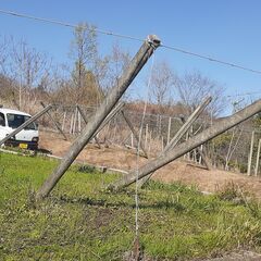 ブドウ園解体してます　柱3ｍ　25本位あり　1本当たりの価格です の画像