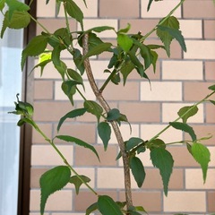 【受渡者決定】梅の木　種類は不明の画像