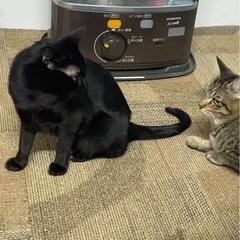 5歳・メス・黒猫・里親募集中 - 里親募集