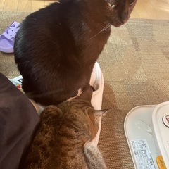 5歳・メス・黒猫・里親募集中